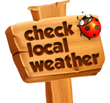 Check the Weather